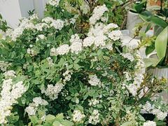-FEI FEI FLOWER鲜花店·气球派对·宝宝宴布置(虹口德必运动Loft店)