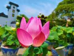 -无锡蠡湖国家湿地公园-蠡园