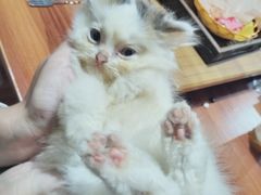 -楼上猫咖(罗湖店)