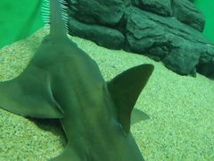 -上海海洋水族馆