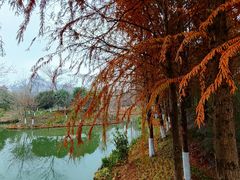 -绍兴镜湖国家城市湿地公园