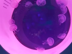 -海合安青岛极地海洋公园