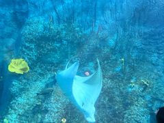 -悉尼海洋生物水族馆