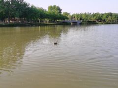 -西安浐灞国家湿地公园