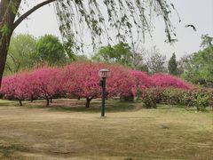 -莲花池公园