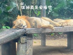 -广州长隆野生动物世界