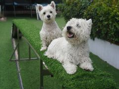 -汪说喵讲宠物乐园宠物酒店(红星美凯龙店)