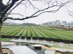 -雪绿茶博物馆