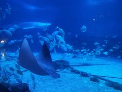 -烟台海昌鲸鲨海洋公园