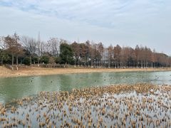 -苏州太湖湖滨国家湿地公园