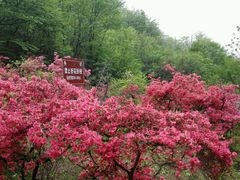 android_upload_pic-西泰山风景区