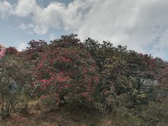 -贵州百里杜鹃风景名胜区