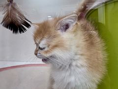 -青奢宠物·青奢猫舍