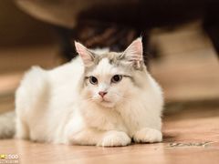 -more than meow吴止猫主题餐厅(承德 中船汇店)