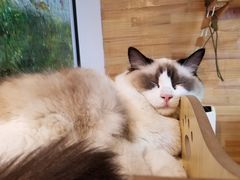 -喵屿·大理花园猫咖