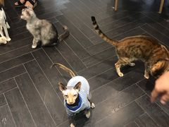 -猫色咖啡·猫咖