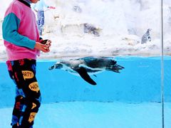 -帝企鹅自助餐厅•儿童岛•真企鹅(长隆企鹅酒店)