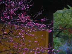 -慧因高丽寺