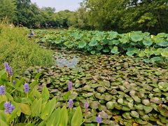 -西溪国家湿地公园