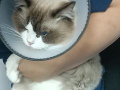 -博特宠物医院24h犬猫全科.骨科·异宠