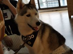 -Husky Go! 哈士奇体验馆·宠物咖啡厅狗咖