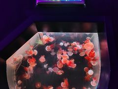-海合安青岛极地海洋公园