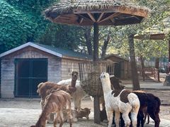 -大连森林动物园