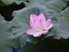 -荔湾湖公园