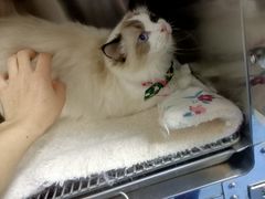-中农大我爱我爱24h动物医院·中医针灸·猫专科·骨科医疗中心(双井店)