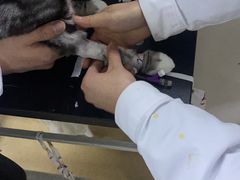 -成都民大动物医院