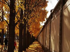 -三里屯东五街银杏大道