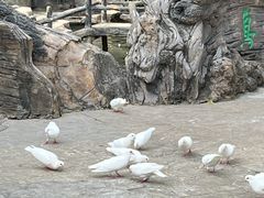 -燕塞湖鸟语林景区