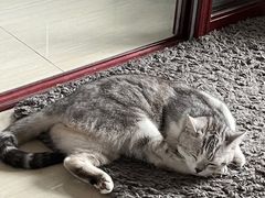 -唐小姐の猫狗洗护·购宠旗舰店(周浦万达店)