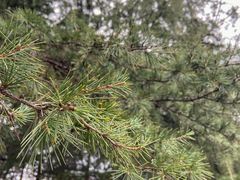 -铁山坪森林公园