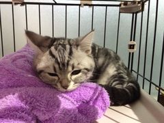 -1013 PET SHOP 宠物商店(近铁城市广场店)
