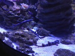 -悉尼海洋生物水族馆