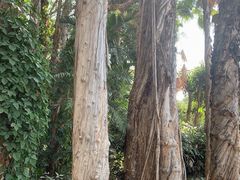 -华南国家植物园-售票处