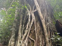 -西双版纳原始森林公园