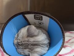 -米苏动物医院·犬猫专科·骨科外科内窥镜