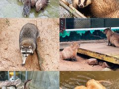 -西霞口神雕山野生动物世界