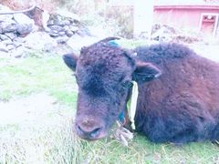 -叠溪松坪沟景区