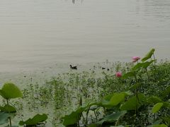 -东湖落雁景区