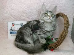 -十年猫舍·猫咪专门店(普陀店)