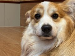 -和它·交个朋友·狗咖猫咖(爱琴海店)