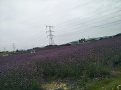 -紫颐香薰山谷景区