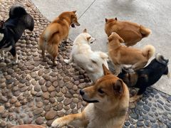 -柴犬高等学院·狗咖·柴犬售卖·宠物训练