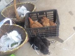 -马陆小张葡萄园农家乐