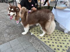 -荷兰街