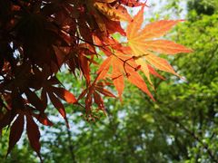 -上海滨江森林公园