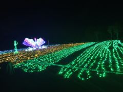 -亚龙湾国际玫瑰谷